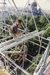 Монтаж лесов на шпиле Адмиралтейства, 90-е годы
